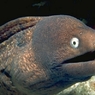 eel2080